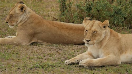 Two African lionesses resting