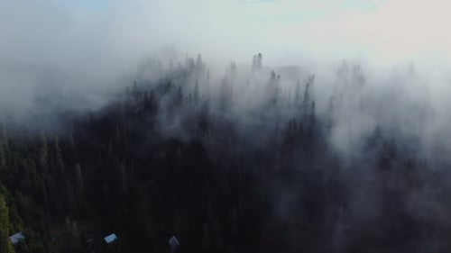 Cloud and forest aerial view