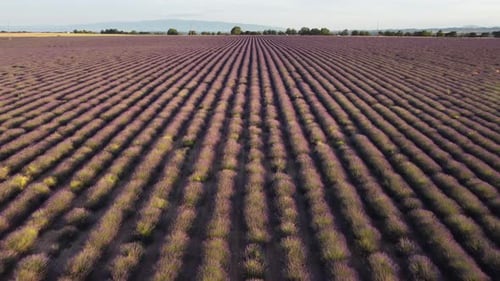 Plateau de Valensole lavender field at sunset in Provence France aerial view
