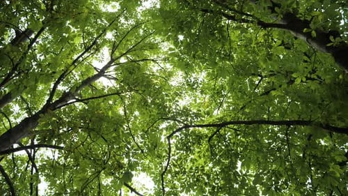 Green Tree Canopy with Sunlight