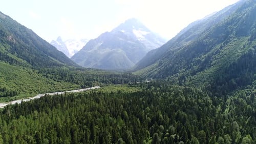 Green Wild Forest vor dem Hintergrund der Berge