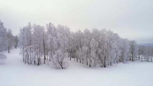 Flying Over White Birch Trees on a Frosty Winter Day