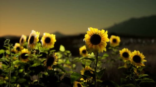 Sunflower Field on a Warm Summer Evening