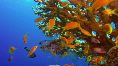 Unterwasser-bunte tropische Fische und Stachelschweinfische