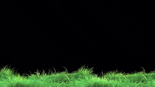 Waving Grass in The Strong Wind Loop