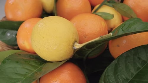 Zitrusfrucht Zitrone und Orange