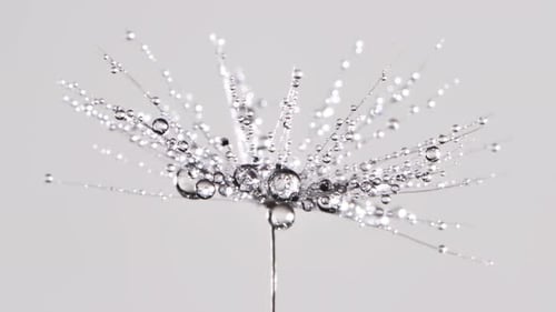 Dandelion Seed Head Covered in Water Droplets
