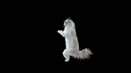 Gato HD