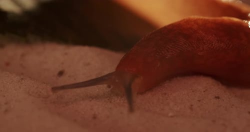 Big Snail Without a Shell Crawling on the Road
