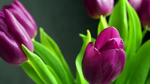 Purple Tulip Flowers Blooming with Green Stems