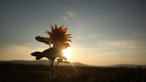Sunflower Silhouetted Against the Sky During Sunrise