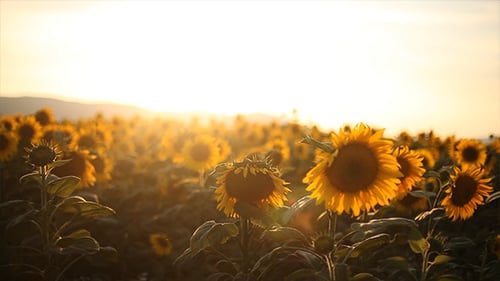 Sunflower Field at Sunrise or Sunset, Rural Nature