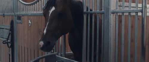 Horse in a Stable