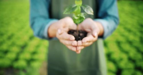Man Holding Plant in Hands on Farm