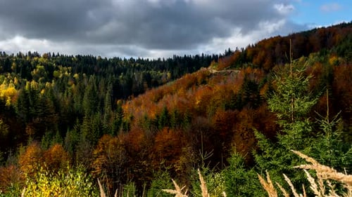 Mountainside Forest Displaying Colorful Autumn Foliage