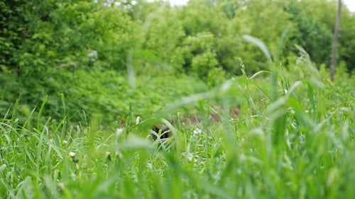 Black Cat Walking Through Green Grass