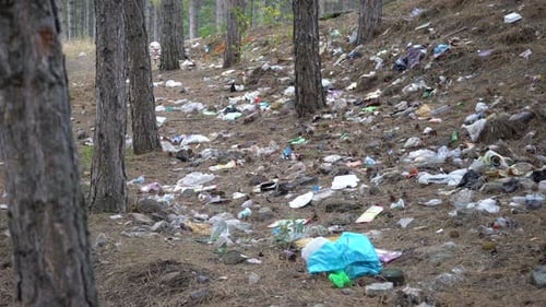Forest Floor Covered in Trash and Litter