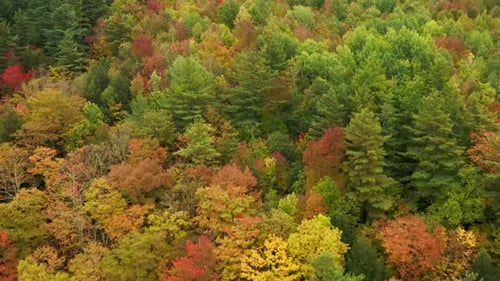 Aerial Colorful Forest on Fall Season Vibrant Autumn Colors Yellow Red Trees