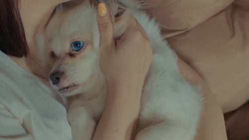 Close Up of White Spitz Lying on Woman
