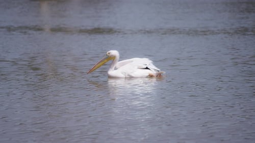 White pelican floating in the lake