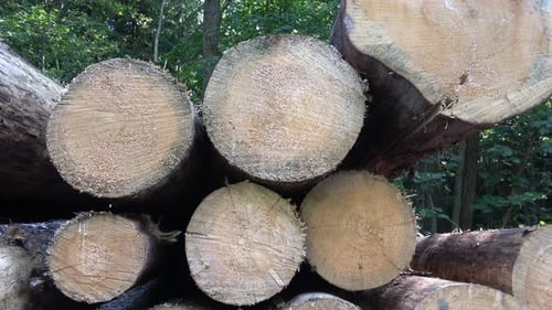 Freshly Cut Logs Stacked High in Forest