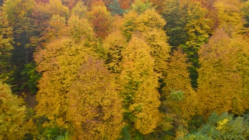 View From the Height on a Bright Yellow Autumn Forest