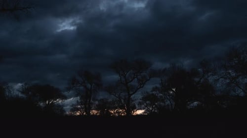 Clouds Flying Over Cottonwood Trees at Sunrise Timelapse Zoom In