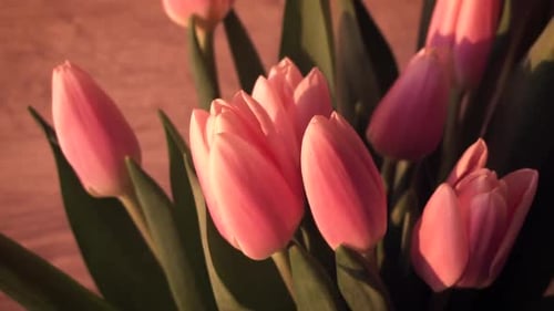 pink tulips on a wooden background. close-up. Sun rays.