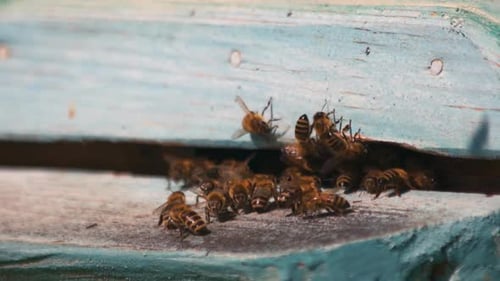 Swarm of Bees Fly Into a Hive Close Up.