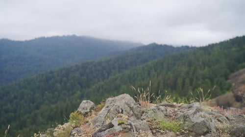 Forest view from behind the cliffs.