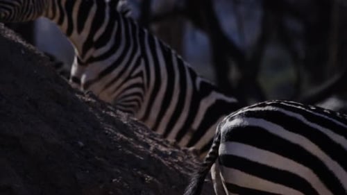 Zebra in african climate