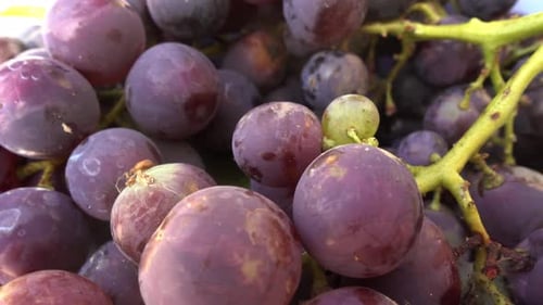Close-Up of Luscious Purple Grapes