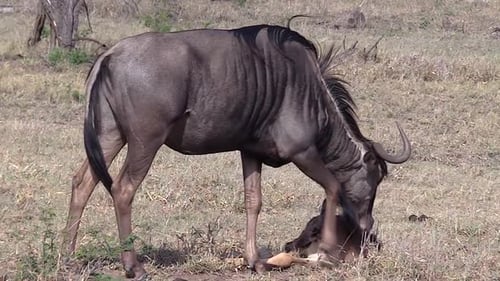 Wildebeest Trying to Wake Her Dying Calf, Kruger National Park.