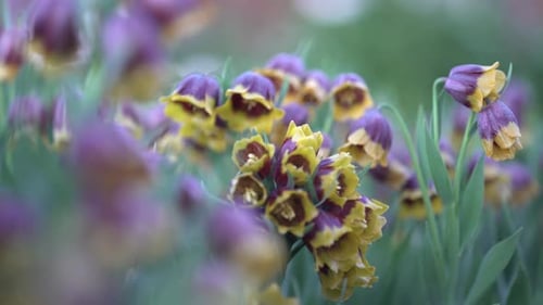 Blumen