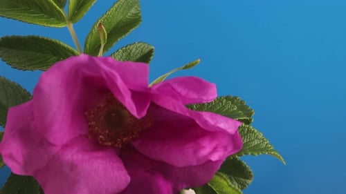 Bright Pink Flower Blooming on Blue Background