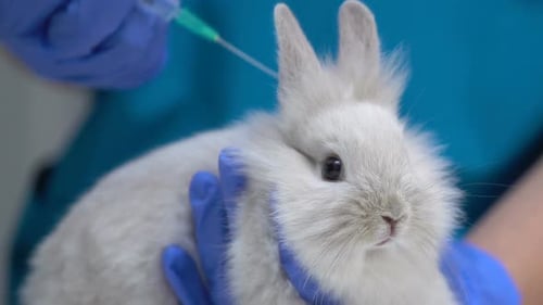 Rabbit Receives Injection at Veterinary Clinic