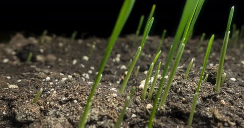 Fresh Grass Growing Macro Timelapse