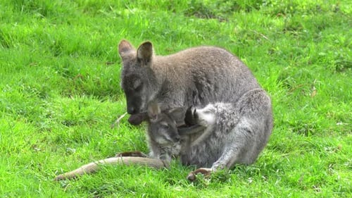 Mama Känguru mit einem Känguru in einer Tasche