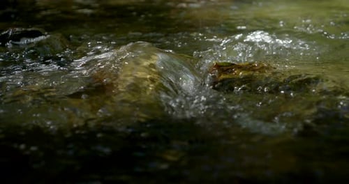Clear Water of Mountain Spring Is Pouring Over Stones in Small River in Forest in Summer Day