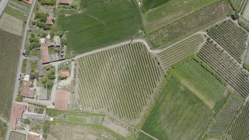 Green Vineyards Aerial View 09