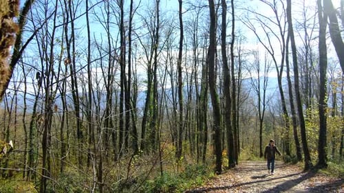 Man Walks Trail Through Sunny Forest