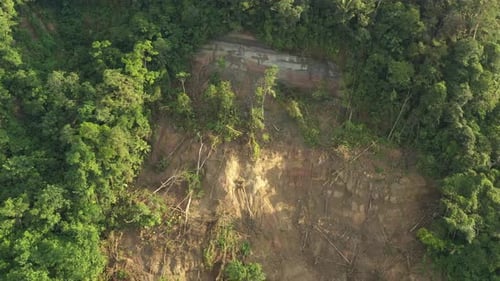 Vogelperspektive auf einen Erdrutsch im tropischen Regenwald mit den vielen umgestürzten Bäumen