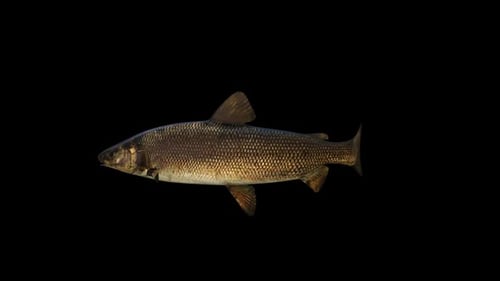 Weißfisch
