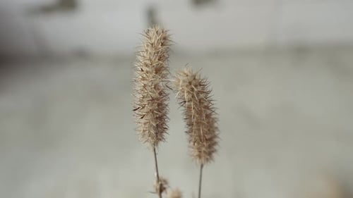 Bouquets of Medicinal Herbs and Flowers