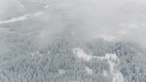 Top-Down-Luftaufnahme des nebligen Wintermorgens entlang des Bergwaldes
