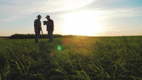 Two Farmers Talking in a Wheat Field Against Blue Sky