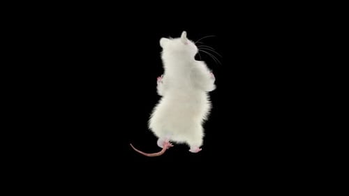 Realistic Animated White Rat Standing and Looking Around