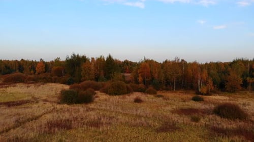 A forest glade bathed.