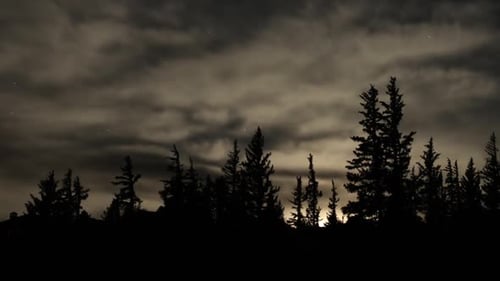Time Lapse of Trees Silhouetted Against Night Sky