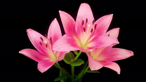 Pink Lily Flowers Blooming in Time-Lapse
